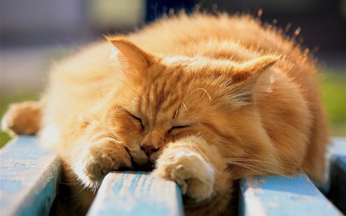 在睡覺的毛茸的貓 桌布 圖片