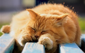在睡覺的毛茸的貓 高清桌布