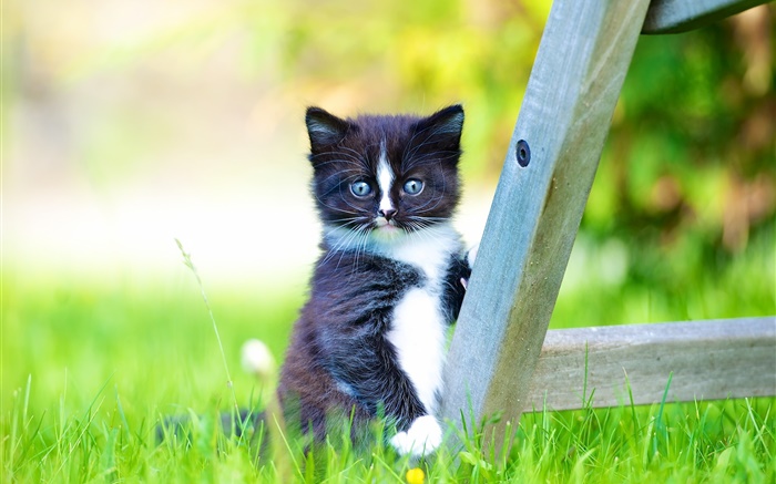 毛茸的寵物，黑色的小貓在草坪上 桌布 圖片