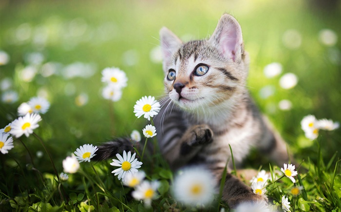 在白色野花中的小貓 桌布 圖片