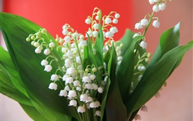 鈴蘭，白花，綠色的葉子 高清桌布