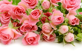 許多桃紅色玫瑰花 高清桌布