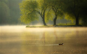 早晨，霧，樹，河，鴨