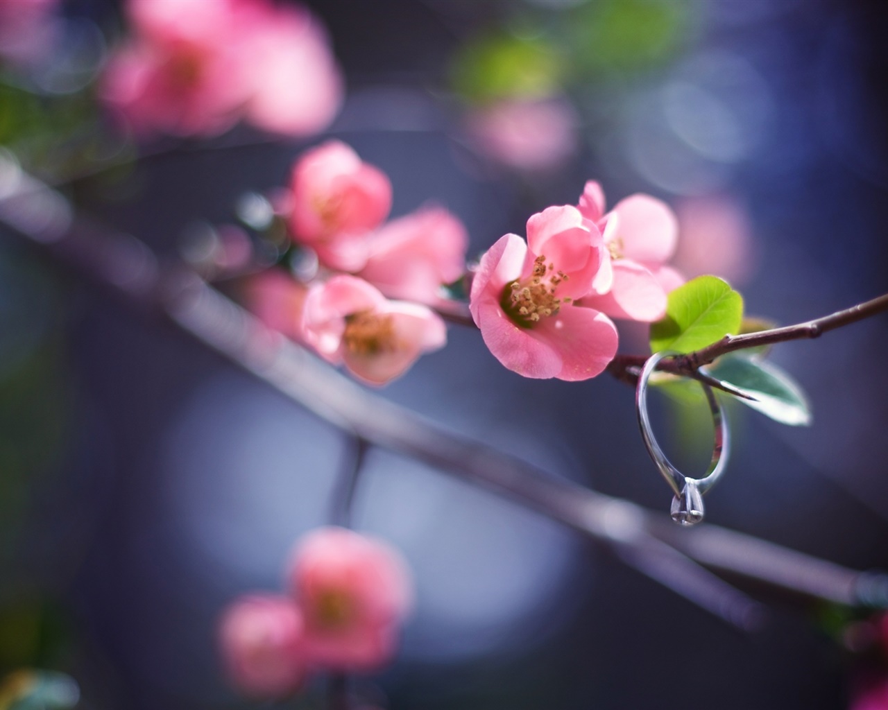 桃紅色花枝杈，春天，鑽戒 1280x1024 電腦桌布 背景圖片