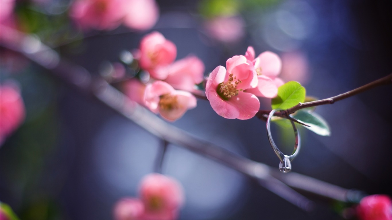 桃紅色花枝杈，春天，鑽戒 1366x768 電腦桌布 背景圖片