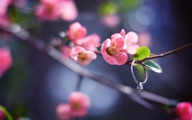 桃紅色花枝杈，春天，鑽戒