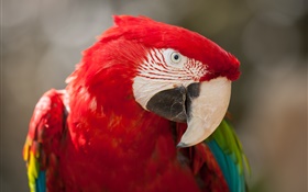 紅色羽毛鸚鵡特寫鏡頭 高清桌布