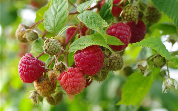 紅樹莓，枝杈，新鮮的莓果 桌布 圖片