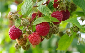 紅樹莓，枝杈，新鮮的莓果 高清桌布