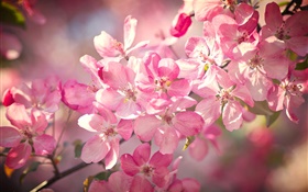 春天，桃紅色櫻桃開花，開花，枝杈 高清桌布