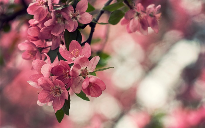 春天，粉紅色的花朵，樹，散景 桌布 圖片