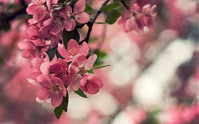 春天，粉紅色的花朵，樹，散景