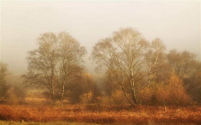 樹木，秋天，霧，早晨 桌布 圖片