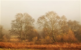 樹木，秋天，霧，早晨 高清桌布