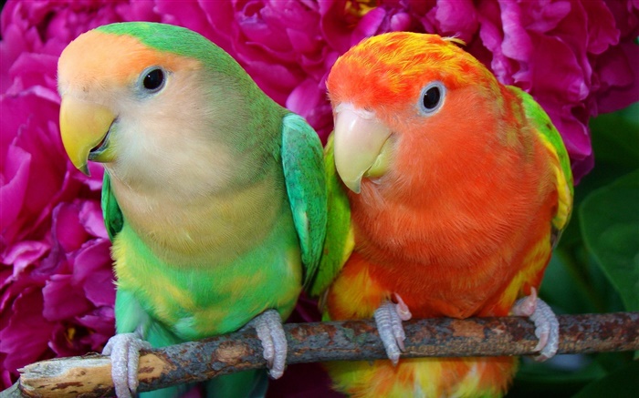 兩隻五顏六色的羽毛鸚鵡 桌布 圖片