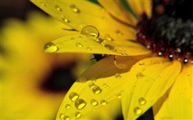 黃色向日葵瓣宏觀攝影，露水