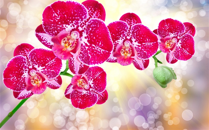 美麗的桃紅色花，蘭花植物 桌布 圖片
