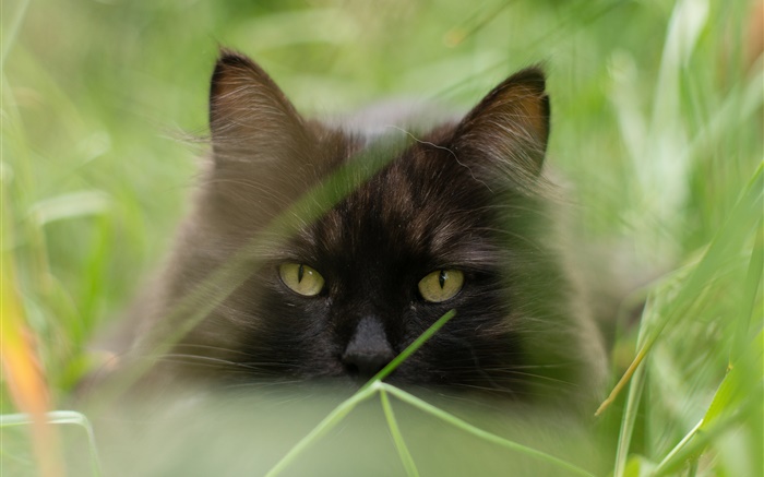 黑貓臉，草，夏天，模糊 桌布 圖片