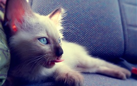 在椅子的藍眼睛貓