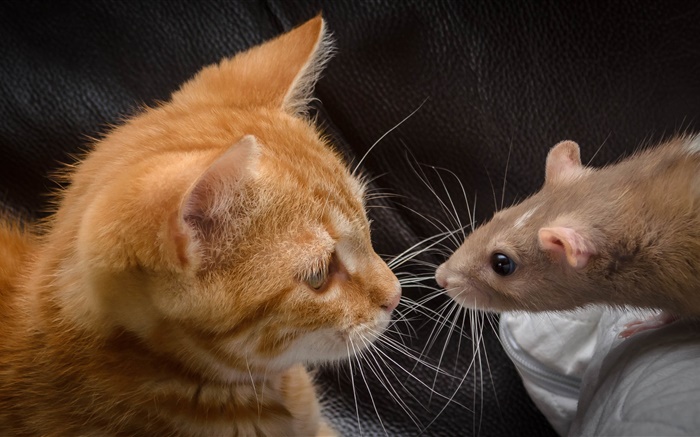 貓和老鼠面對面 桌布 圖片