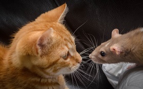 貓和老鼠面對面 高清桌布