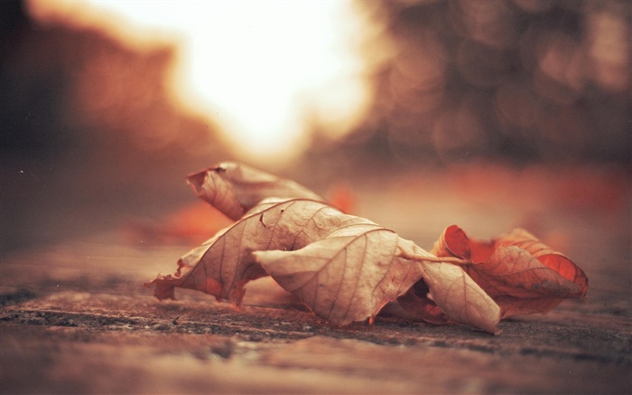 乾葉，路，秋天 桌布 圖片
