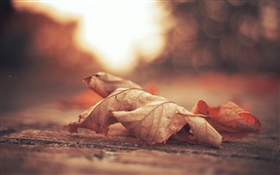 乾葉，路，秋天 高清桌布