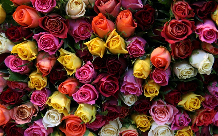 許多玫瑰花，不同的顏色 桌布 圖片