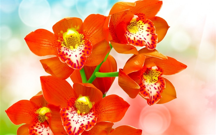 橙色瓣蘭花 桌布 圖片