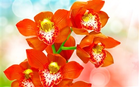 橙色瓣蘭花