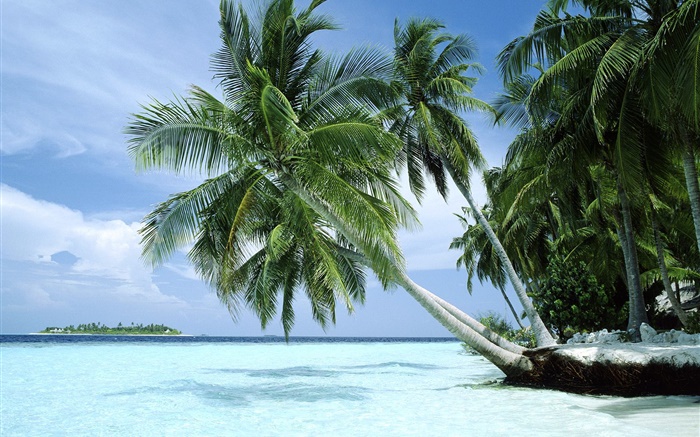 棕櫚樹，海，海岸 桌布 圖片