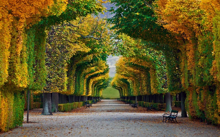 公園，樹，路，板凳，秋天 桌布 圖片