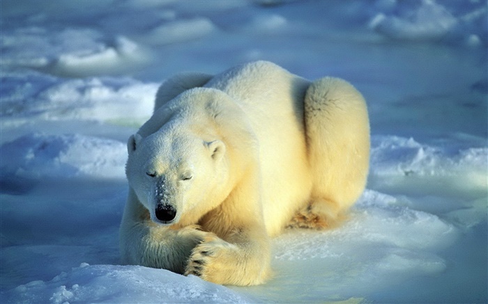 在睡覺的北極熊 桌布 圖片