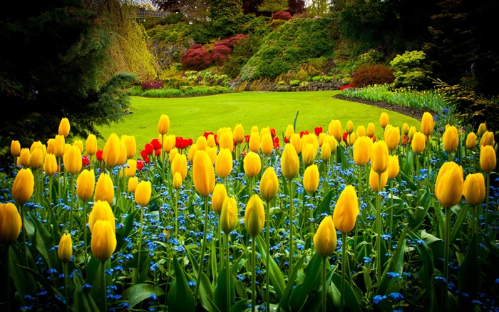 伊麗莎白女王公園，加拿大，黃色鬱金香，草坪 桌布 圖片