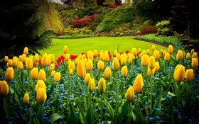 伊麗莎白女王公園，加拿大，黃色鬱金香，草坪 高清桌布