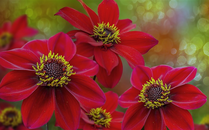 紅色花宏觀攝影，花瓣，雌蕊 桌布 圖片