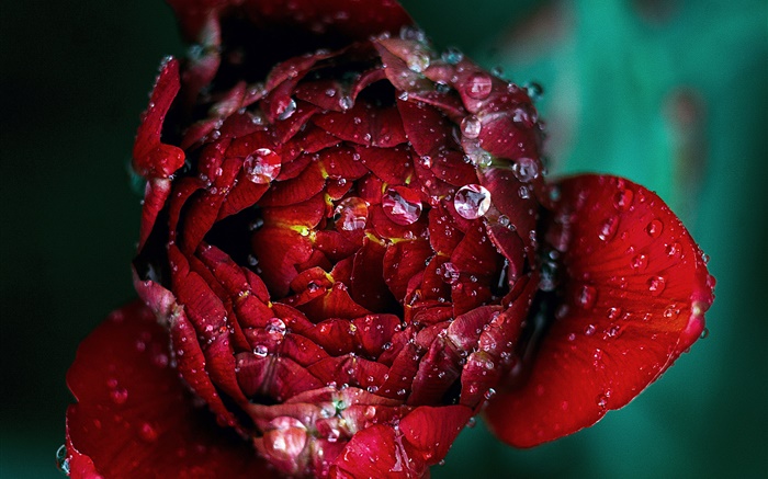 紅色玫瑰花特寫鏡頭，露水 桌布 圖片