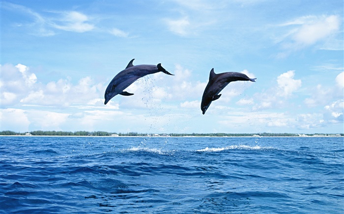 海洋動物，海豚，跳躍 桌布 圖片