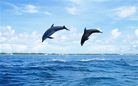 海洋動物，海豚，跳躍 高清桌布