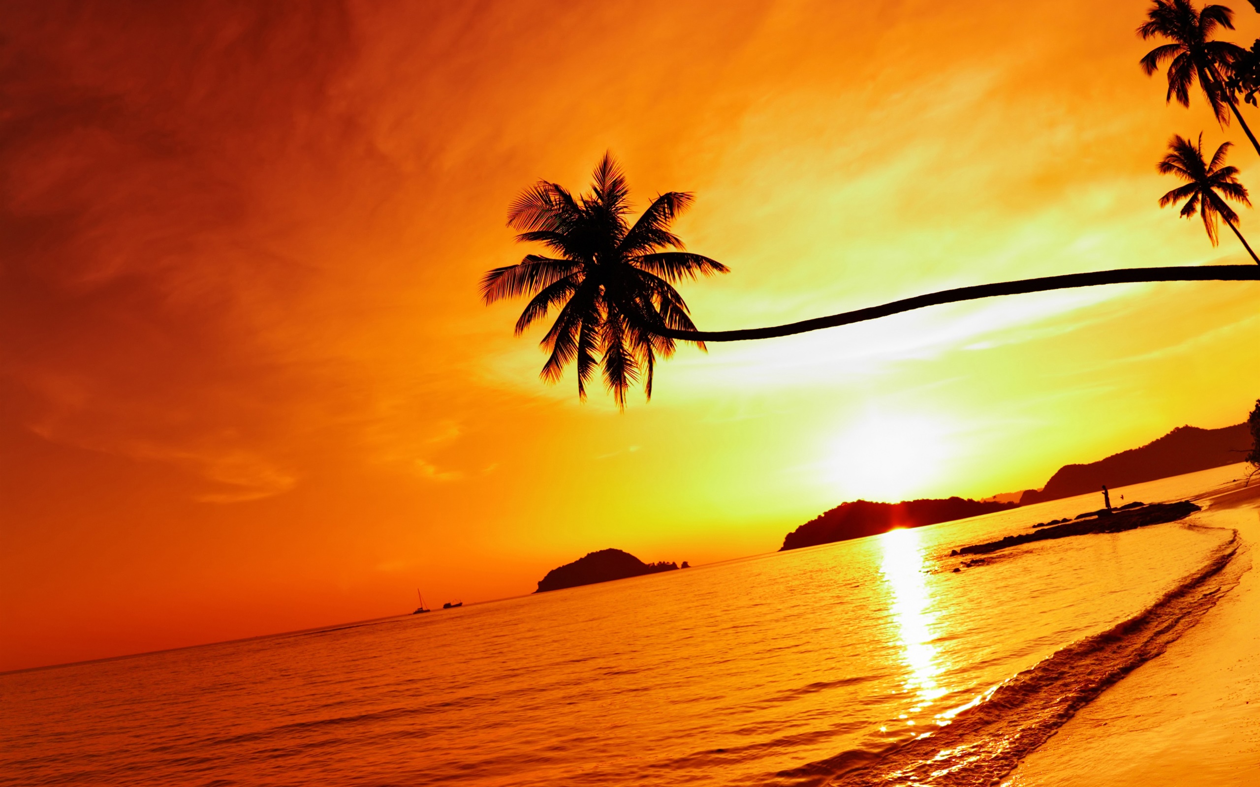 熱帶海灘日落，棕櫚樹，泰國 2560x1600 電腦桌布 背景圖片