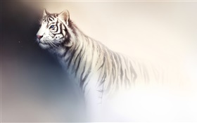 白老虎水彩繪畫 高清桌布