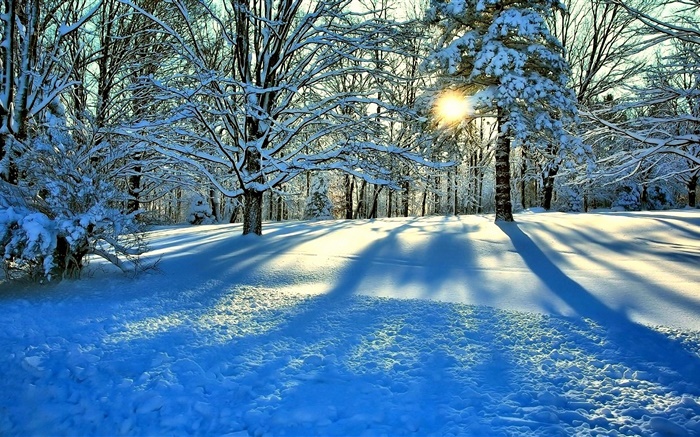 冬天，雪，樹，太陽光芒 桌布 圖片