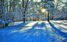 冬天，雪，樹，太陽光芒 高清桌布