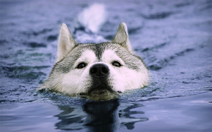 狼在水中游泳 桌布 圖片