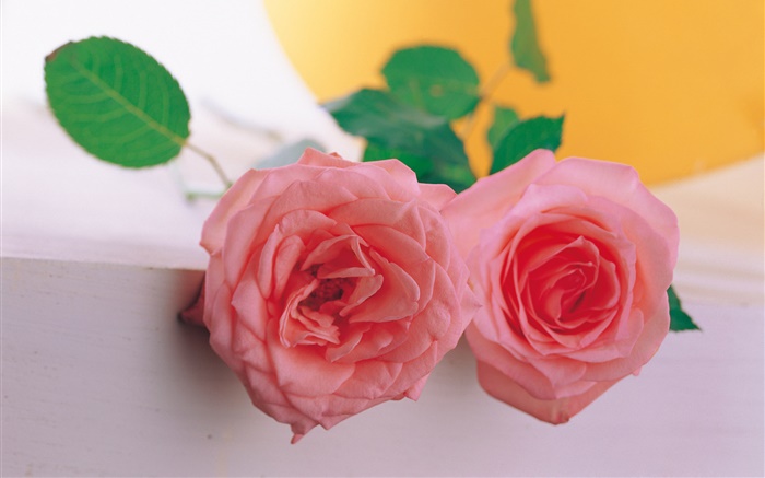 一雙粉紅色的玫瑰 桌布 圖片