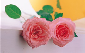 一雙粉紅色的玫瑰 高清桌布