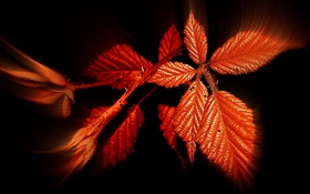 秋天，紅色葉子，黑背景 高清桌布