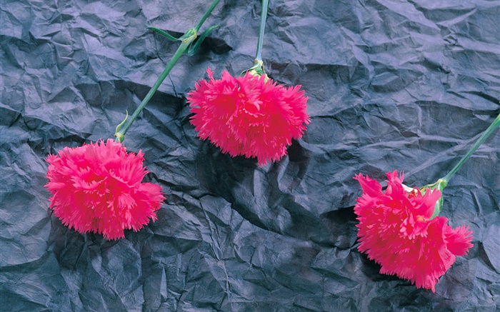 康乃馨，桃紅色花 桌布 圖片