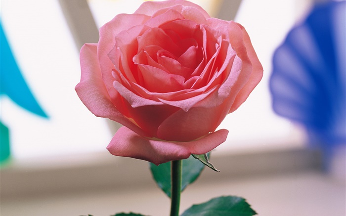 一朵粉紅色的玫瑰 桌布 圖片