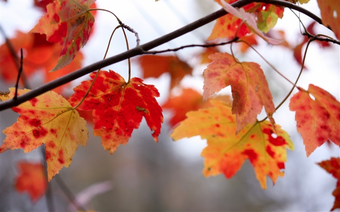 紅色葉子，枝杈，秋天 桌布 圖片